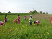 Pleteme věnečky z pampelišek